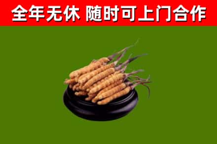 迁西回收冬虫夏草