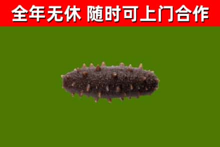 迁西回收海参干